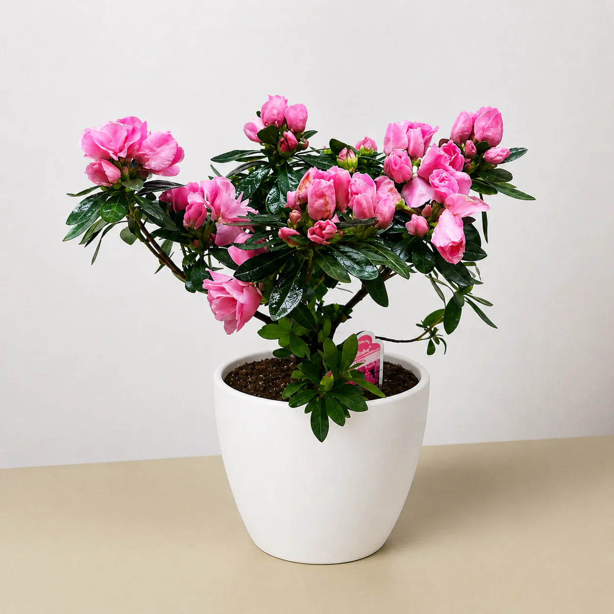 Flowering Plants