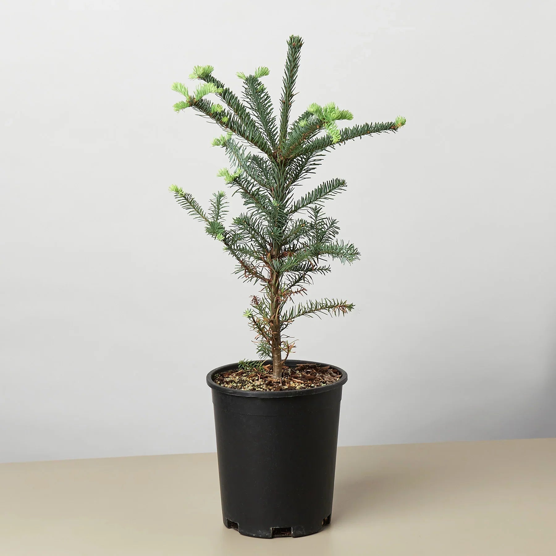 Outdoor Plants