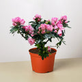 KimThai Garden Azalea Rhododendron in bloom with pink flowers in 6-inch pot