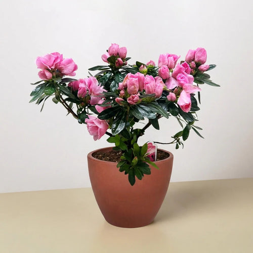 Azalea Rhododendron Vibrant Spring Blooms | 6" Pot | KimThai Garden