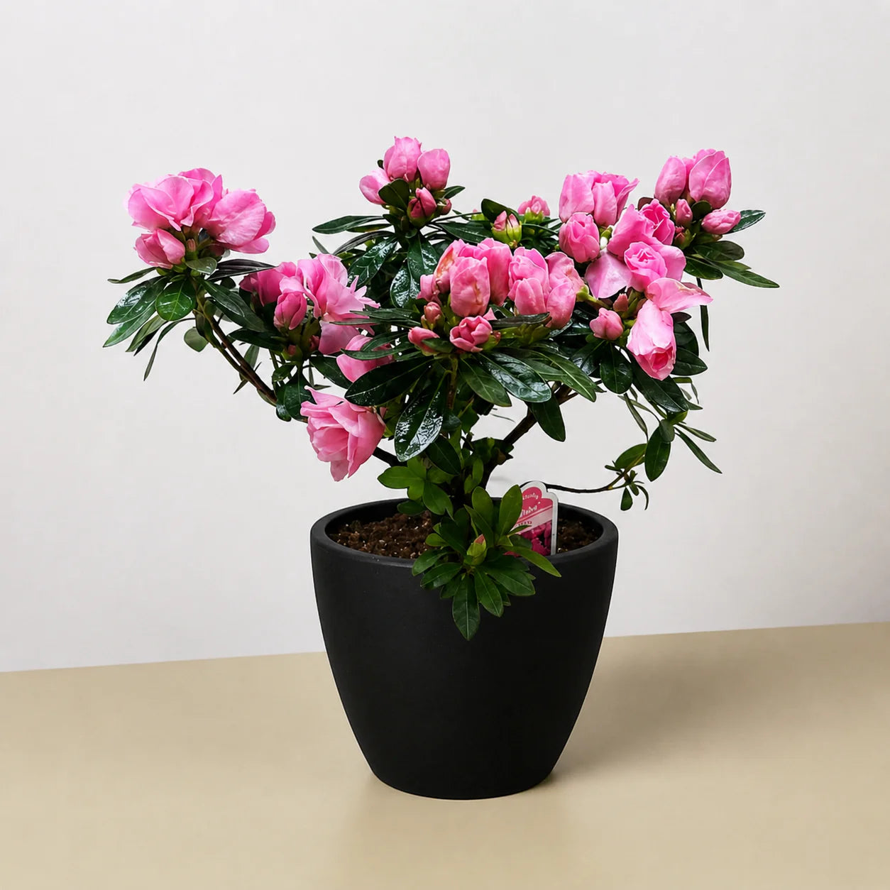 Azalea Rhododendron Vibrant Spring Blooms | 6" Pot | KimThai Garden
