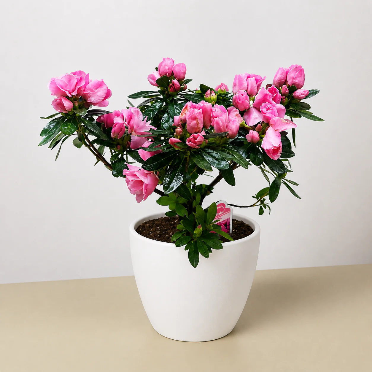 Azalea Rhododendron Vibrant Spring Blooms | 6" Pot | KimThai Garden