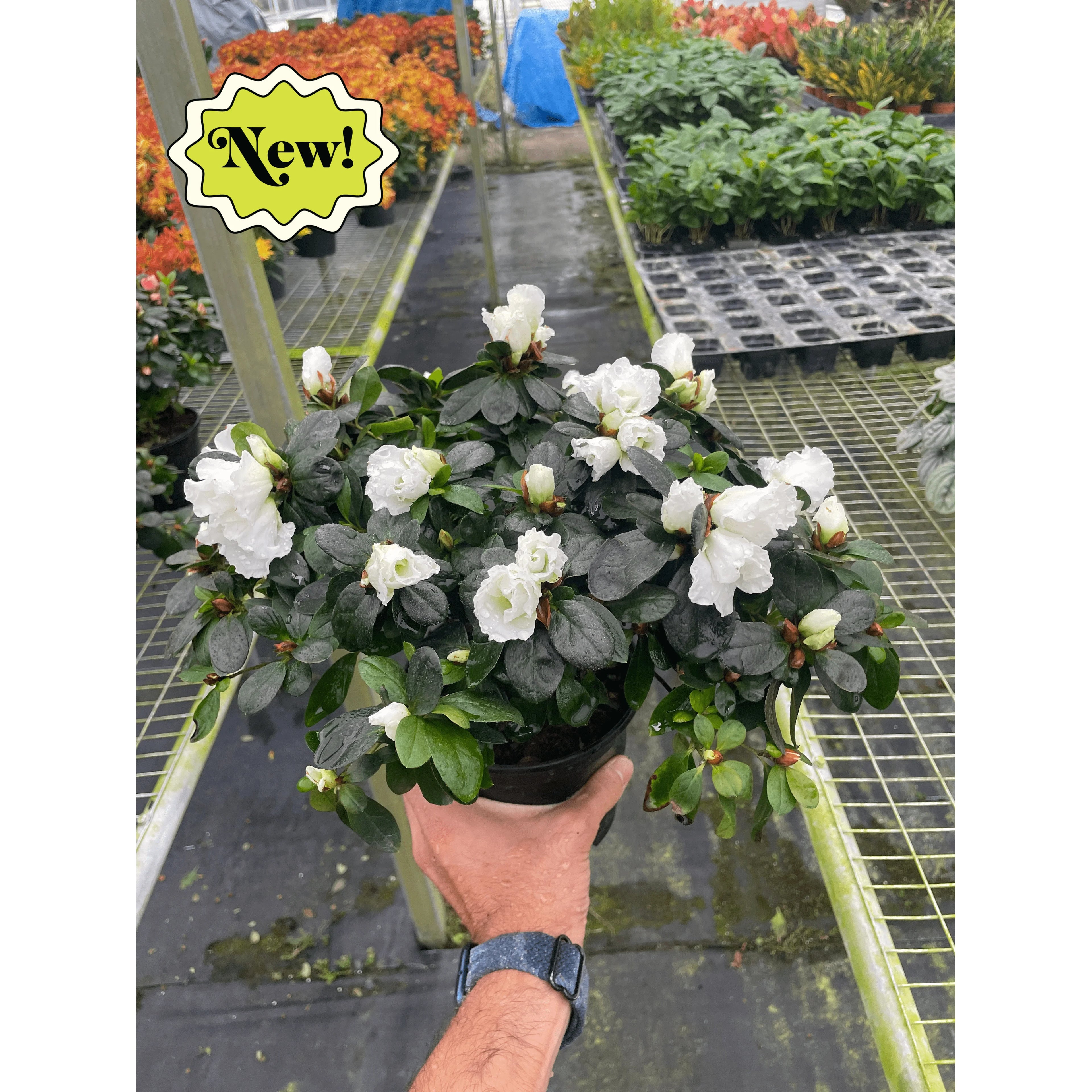 Azalea Rhododendron Vibrant Spring Blooms | 6" Pot | KimThai Garden