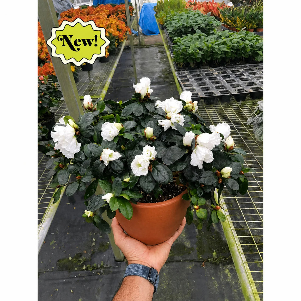 Azalea Rhododendron Vibrant Spring Blooms | 6" Pot | KimThai Garden