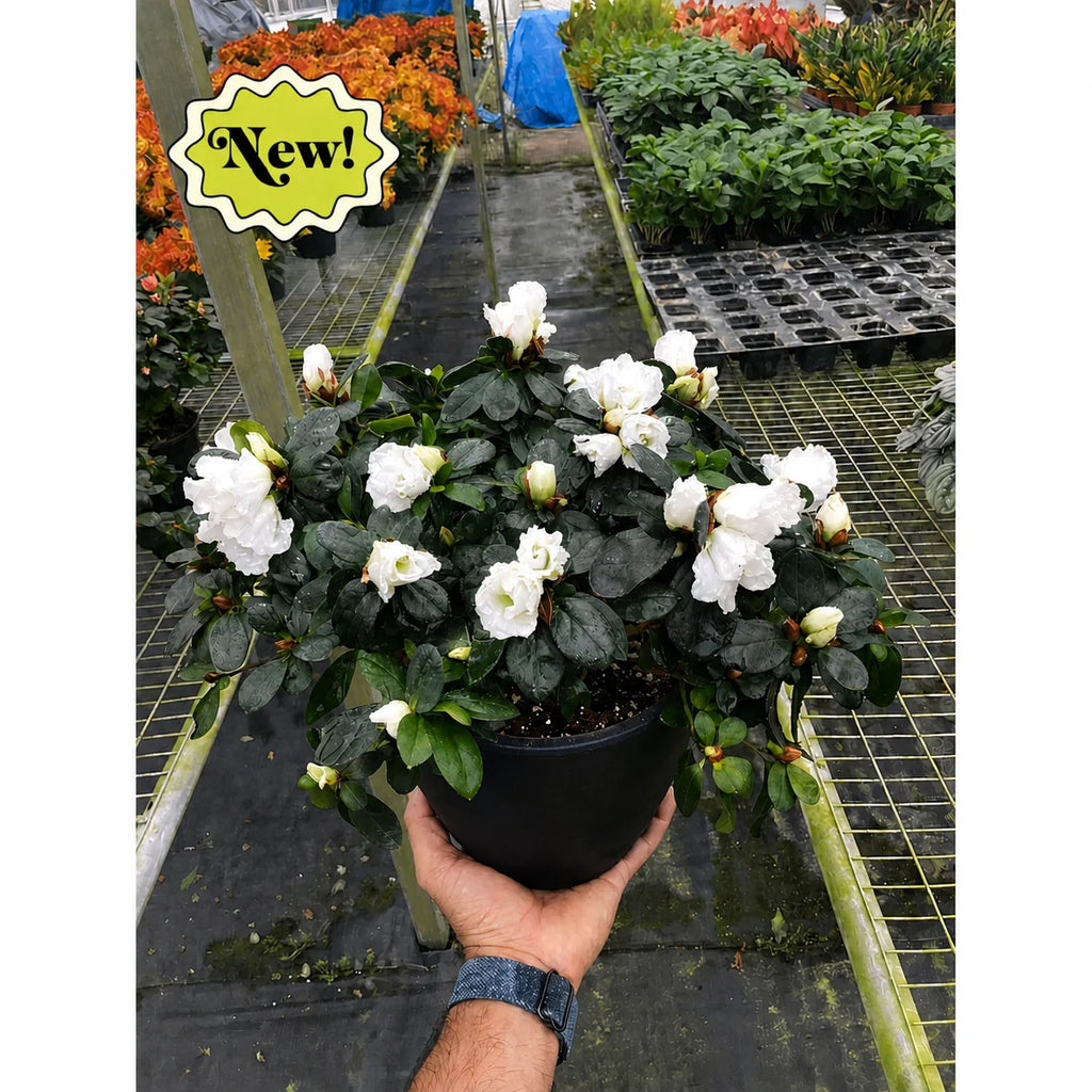 Azalea Rhododendron Vibrant Spring Blooms | 6" Pot | KimThai Garden