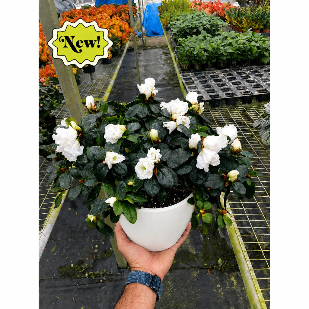 Azalea Rhododendron Vibrant Spring Blooms | 6" Pot | KimThai Garden