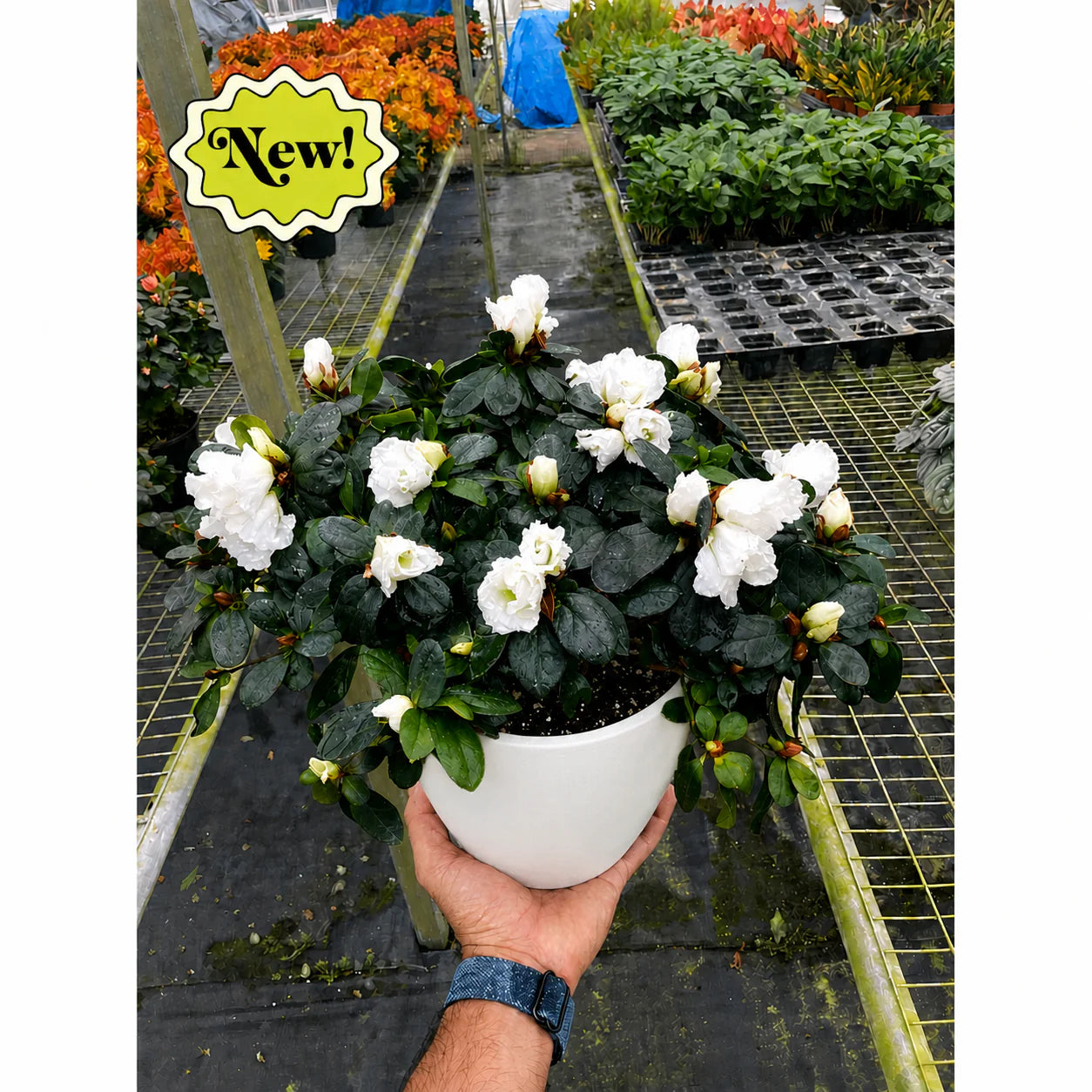 Azalea Rhododendron Vibrant Spring Blooms | 6" Pot | KimThai Garden