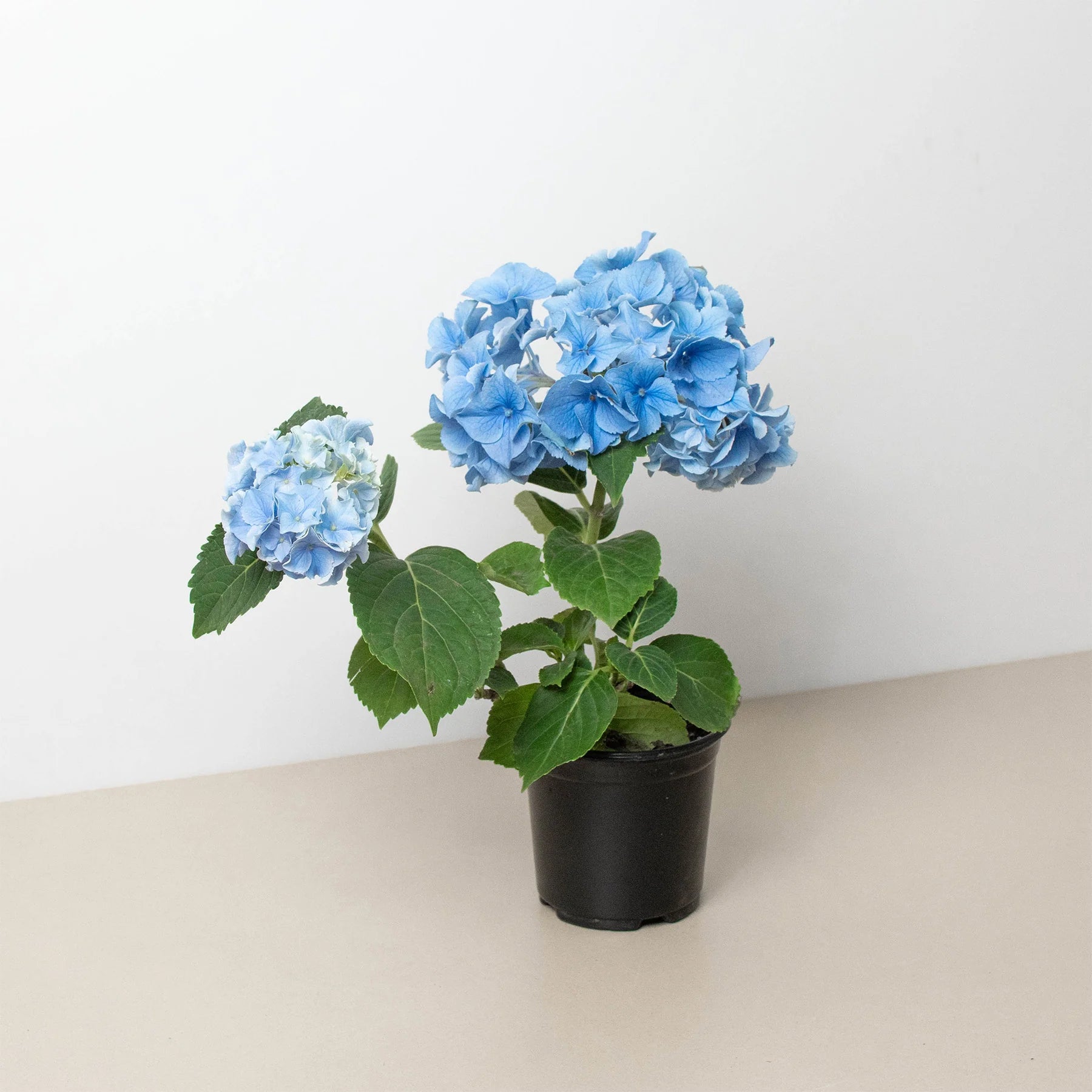 KimThai Garden Blue Hydrangea plant in 6-inch pot with vibrant blue blooms