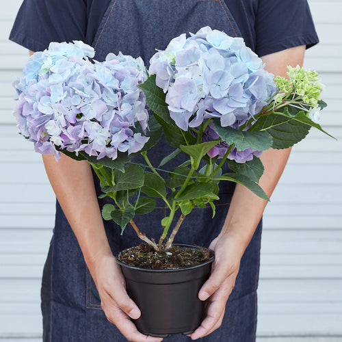 Blue Hydrangea Hardy Blooming Flower Plant | 4" & 6" Pots | KimThai Garden