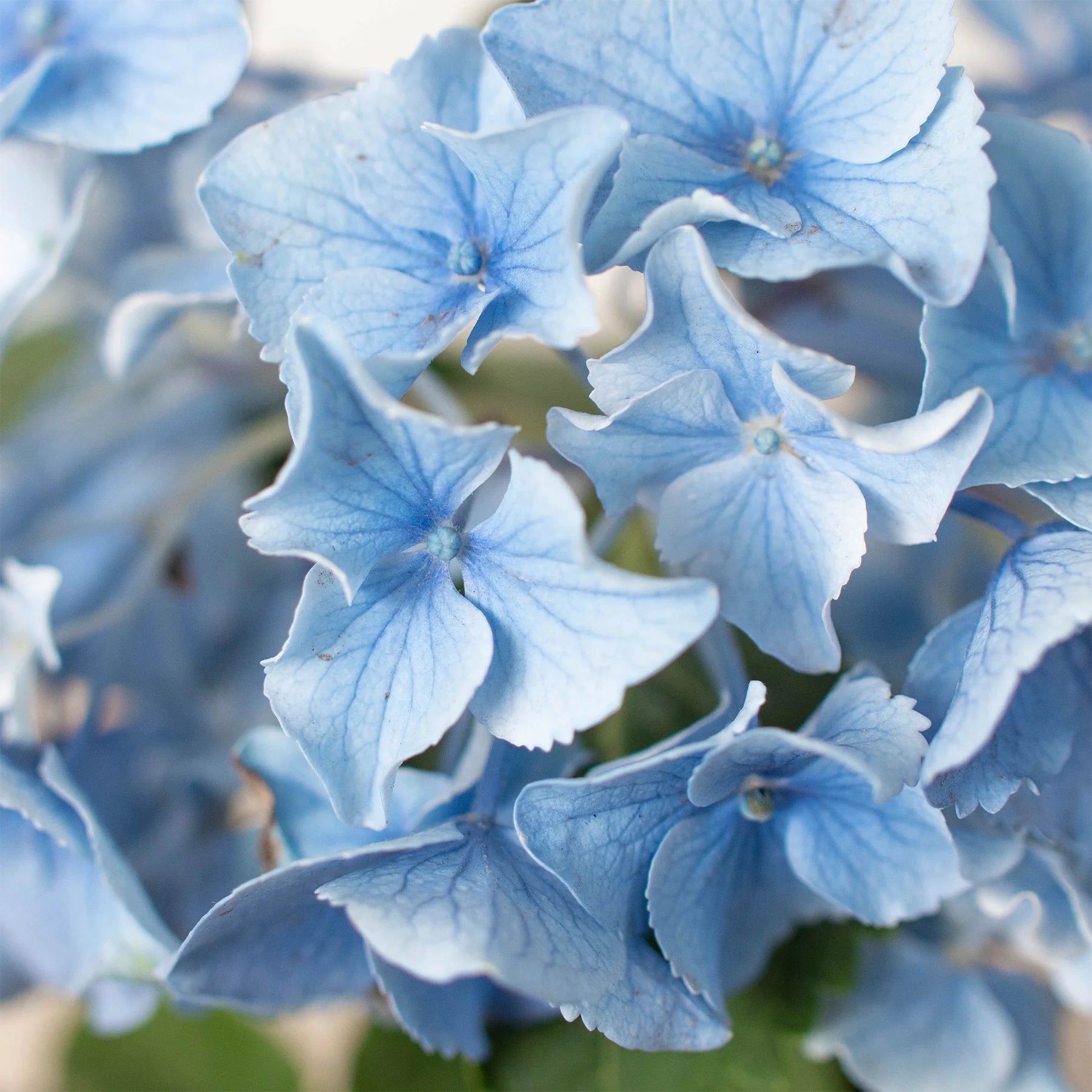 Blue Hydrangea Hardy Blooming Flower Plant | 4" & 6" Pots | KimThai Garden