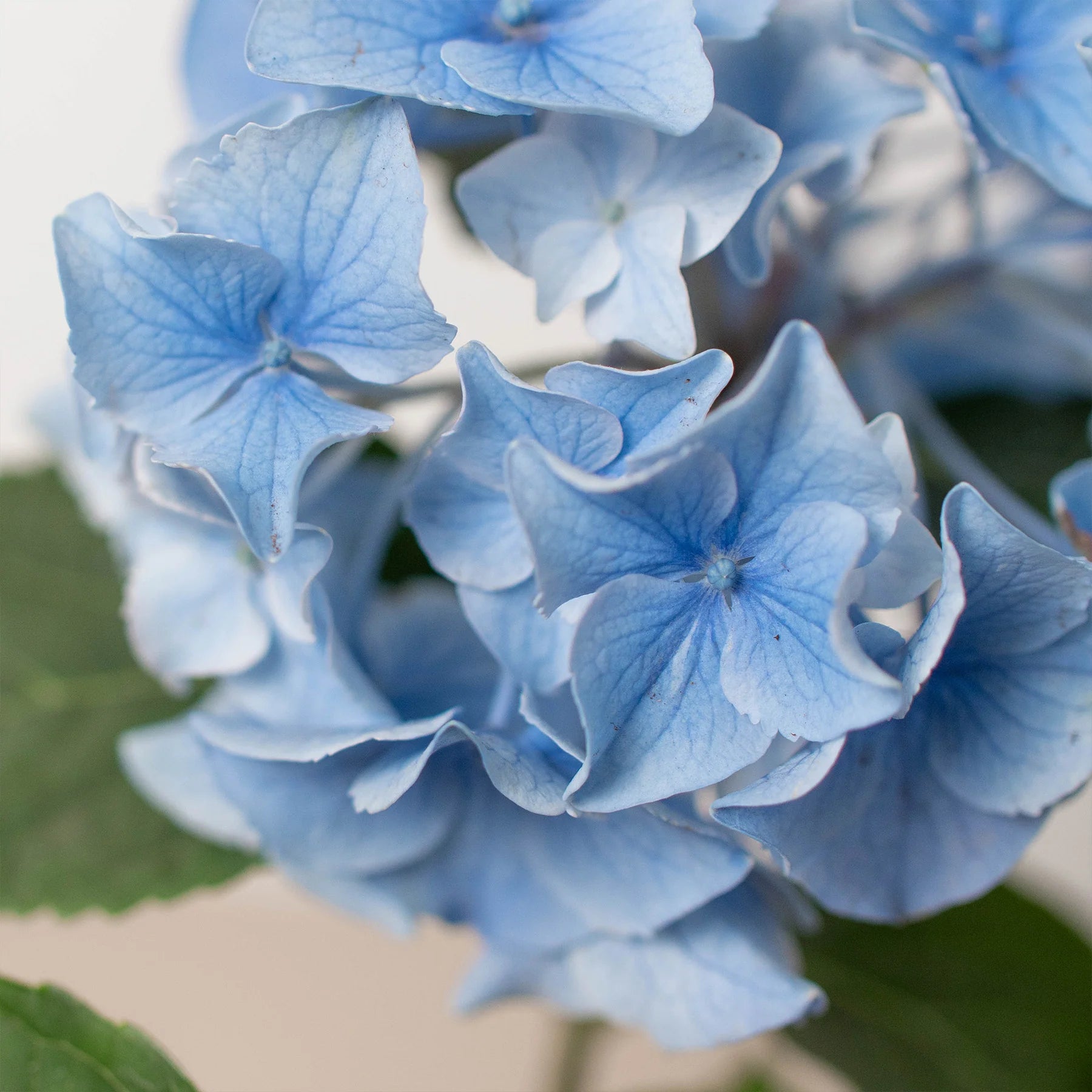 Blue Hydrangea Hardy Blooming Flower Plant | 4" & 6" Pots | KimThai Garden