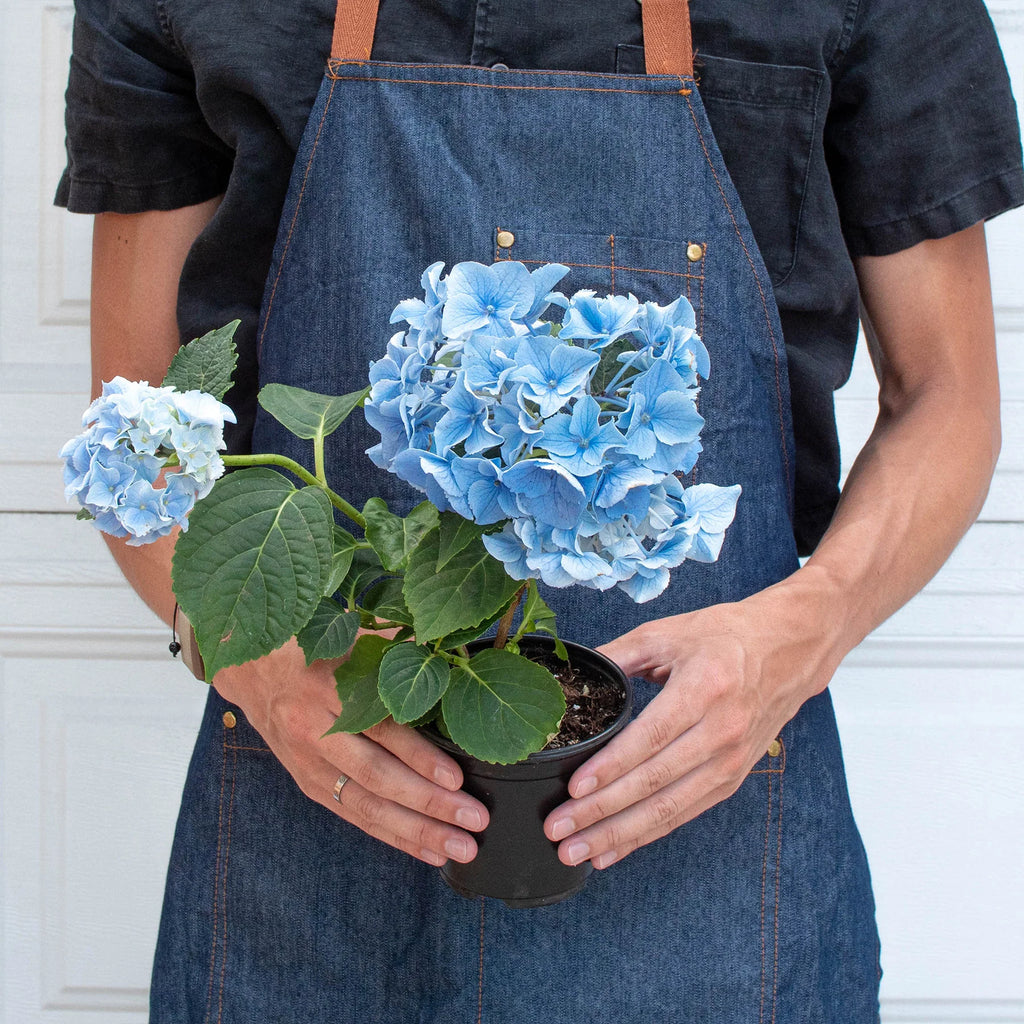 Blue Hydrangea Hardy Blooming Flower Plant | 4" & 6" Pots | KimThai Garden