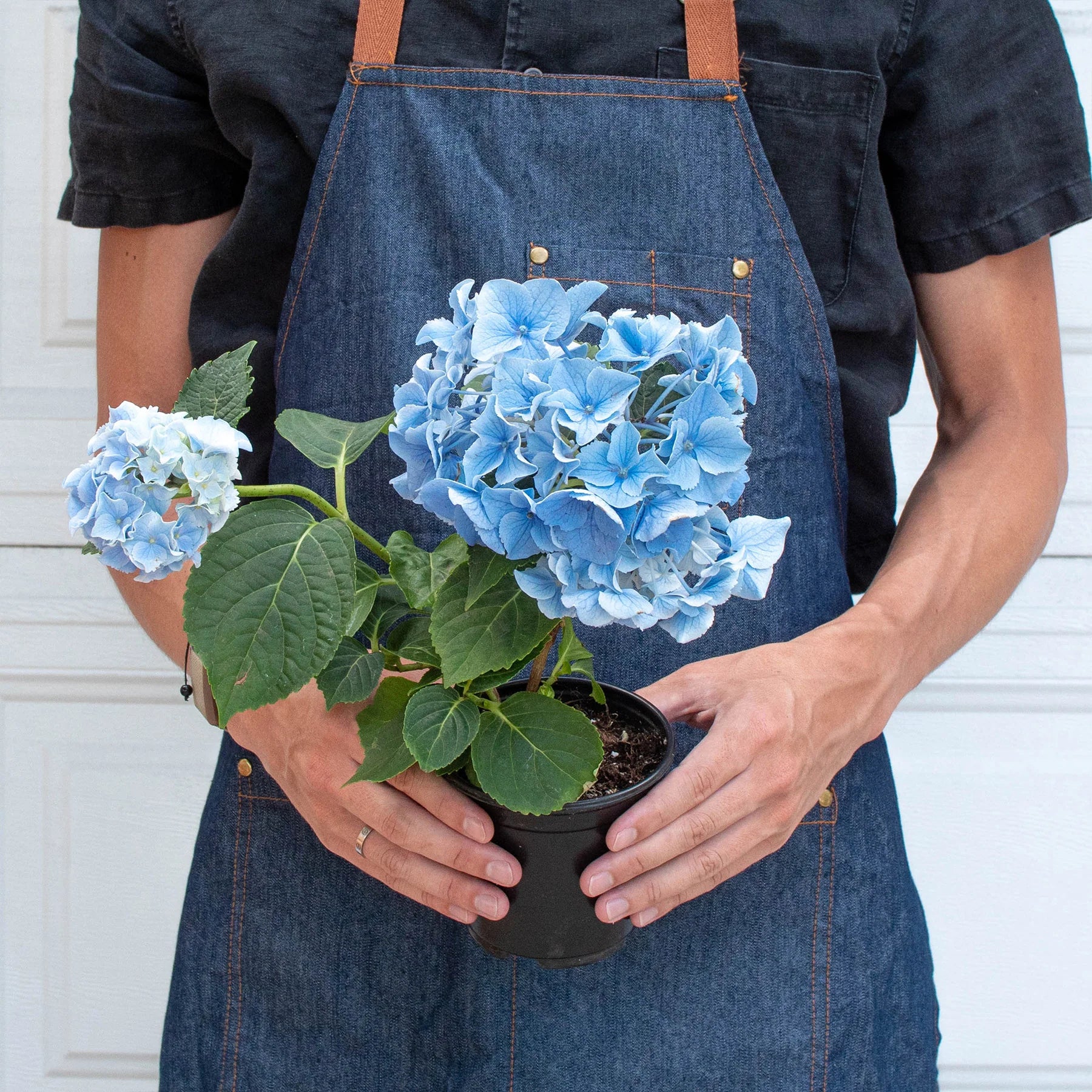 Blue Hydrangea Hardy Blooming Flower Plant | 4" & 6" Pots | KimThai Garden