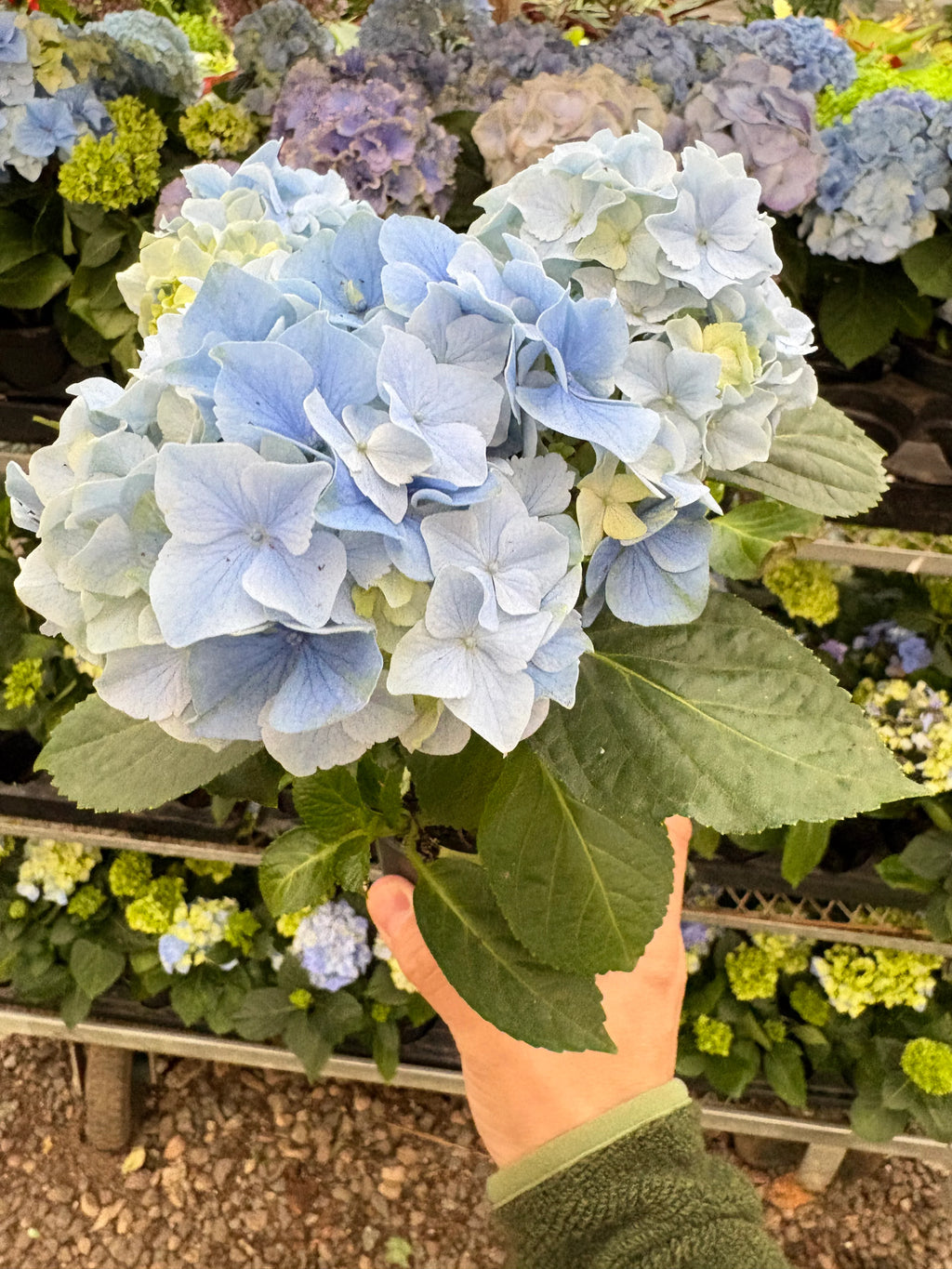 Blue Hydrangea Hardy Blooming Flower Plant | 4" & 6" Pots | KimThai Garden