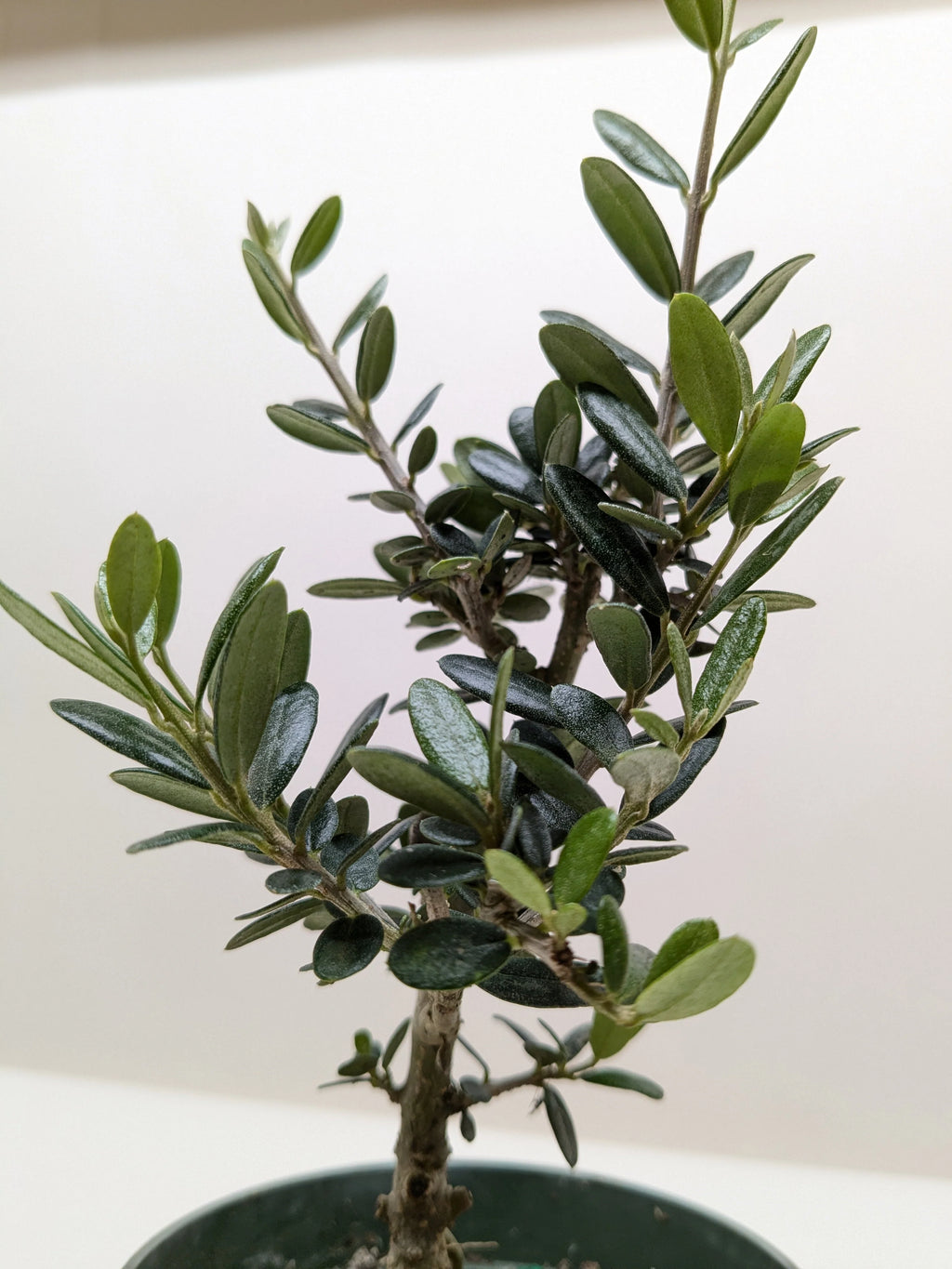 KimThai Garden Common Olive Tree (Olea europaea) in a pot