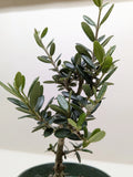 KimThai Garden Common Olive Tree (Olea europaea) in a pot