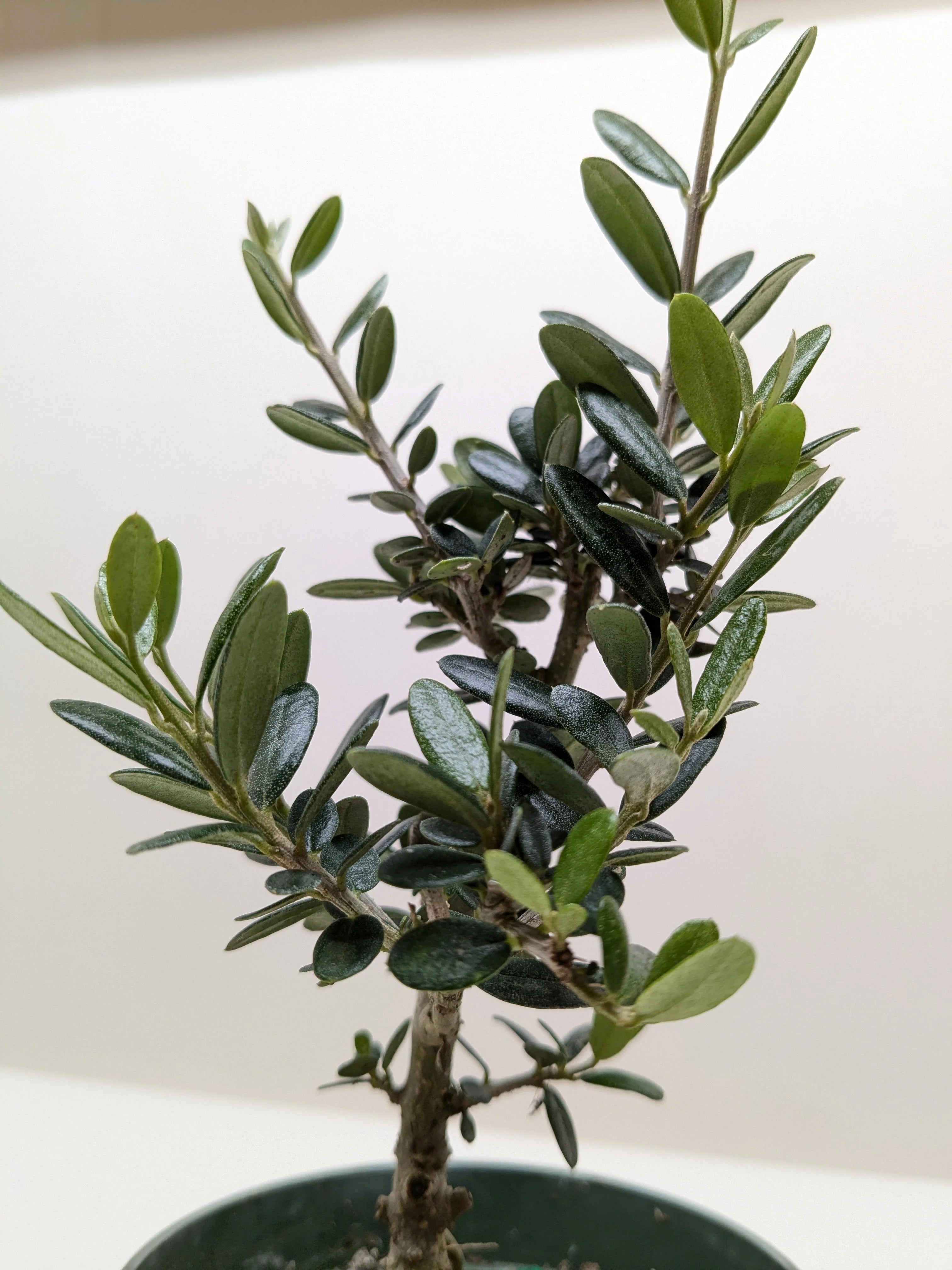 KimThai Garden Common Olive Tree (Olea europaea) in a pot