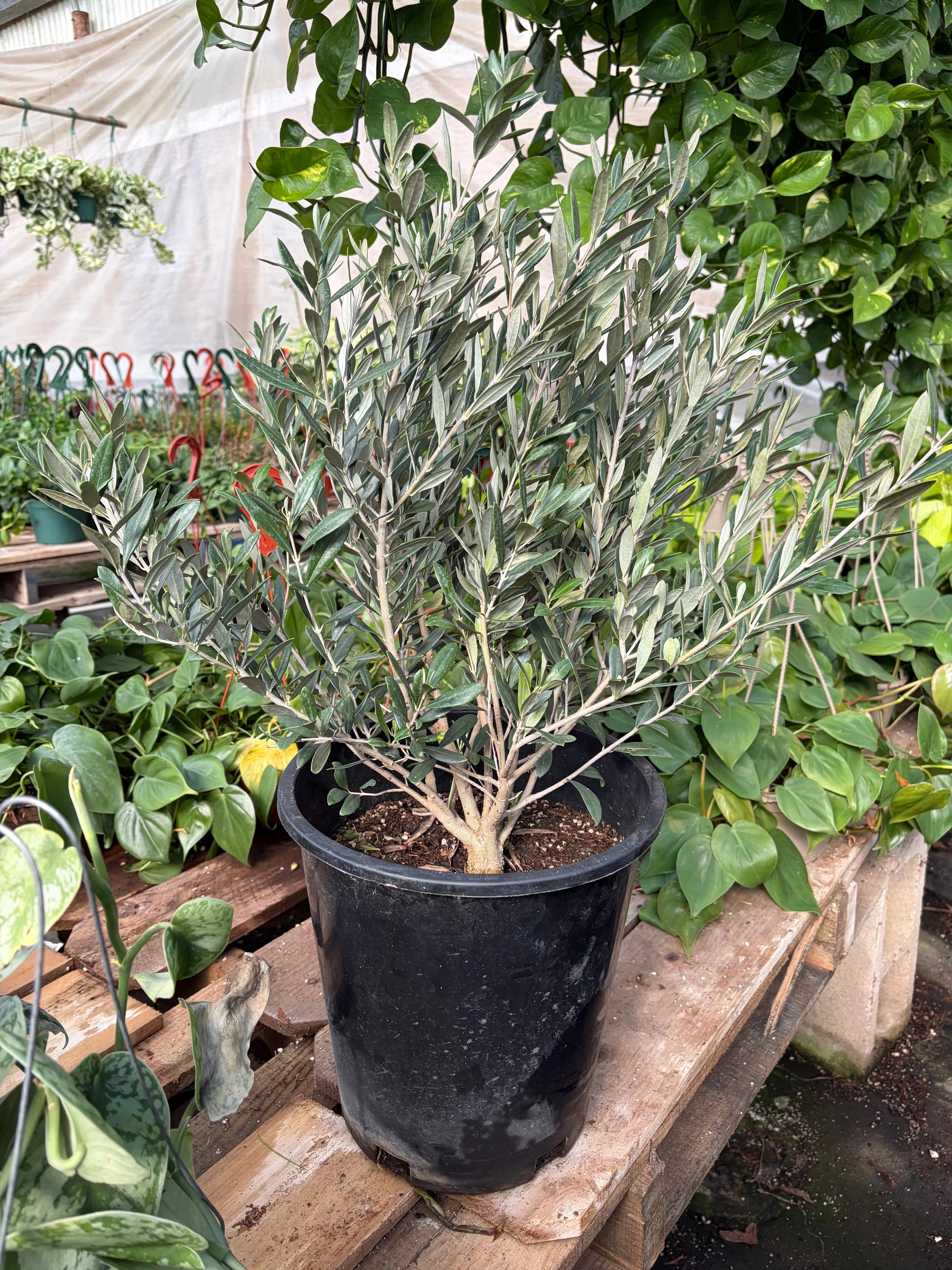 Common Olive Tree Olea europaea Ornamental & Edible | 4", 6" & 10" Pots | KimThai Garden