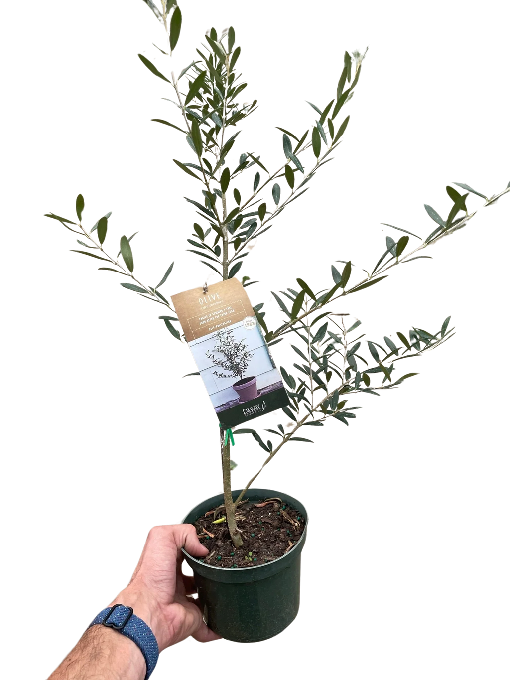 Common Olive Tree Olea europaea Ornamental & Edible | 4", 6" & 10" Pots | KimThai Garden