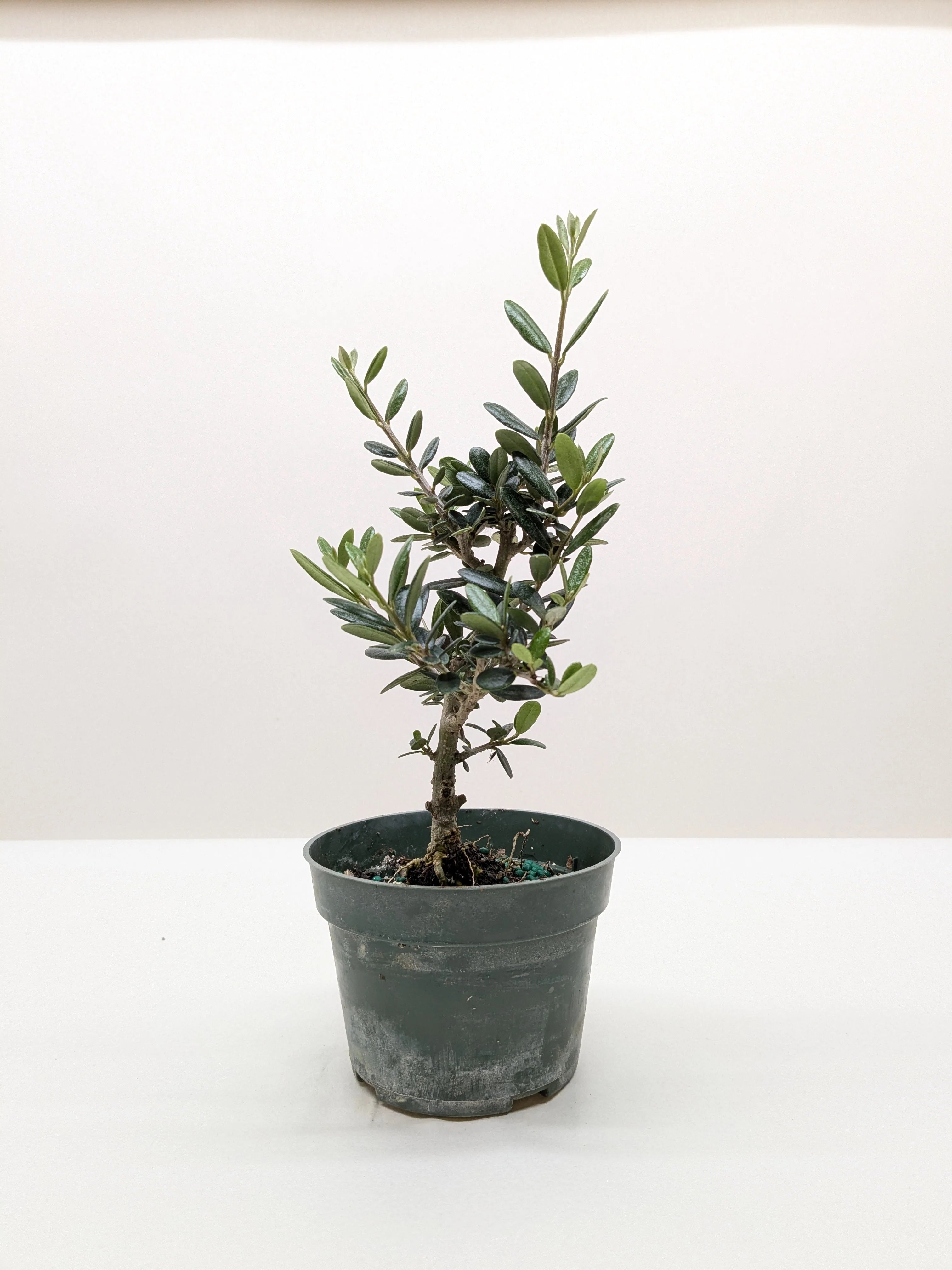 Common Olive Tree Olea europaea Ornamental & Edible | 4", 6" & 10" Pots | KimThai Garden