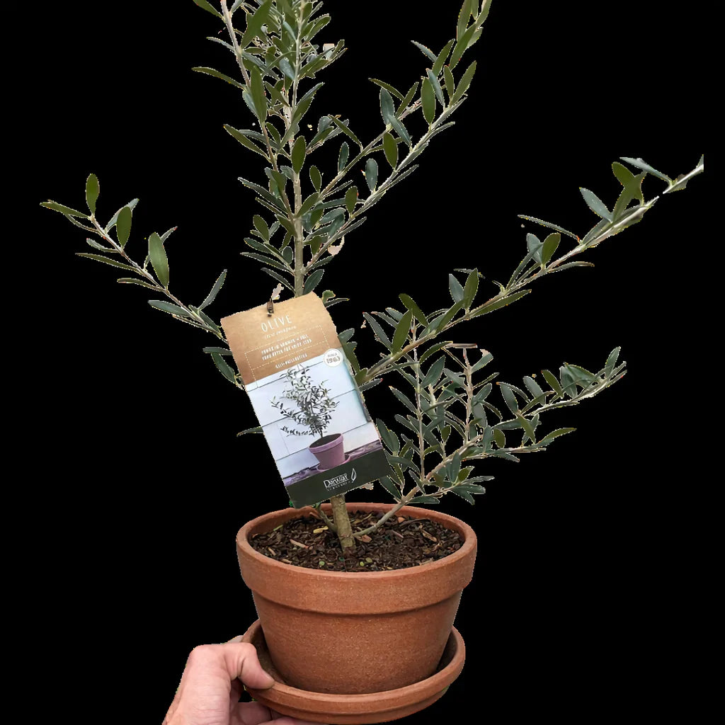 Common Olive Tree Olea europaea Ornamental & Edible | 4", 6" & 10" Pots | KimThai Garden