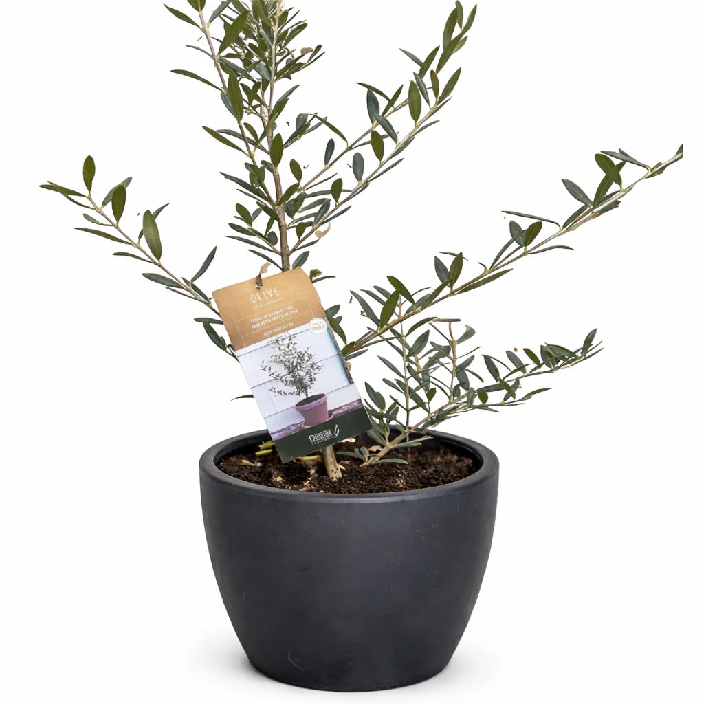 Common Olive Tree Olea europaea Ornamental & Edible | 4", 6" & 10" Pots | KimThai Garden