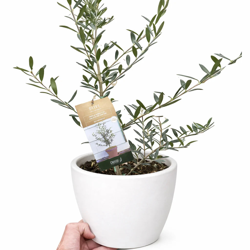 Common Olive Tree Olea europaea Ornamental & Edible | 4", 6" & 10" Pots | KimThai Garden