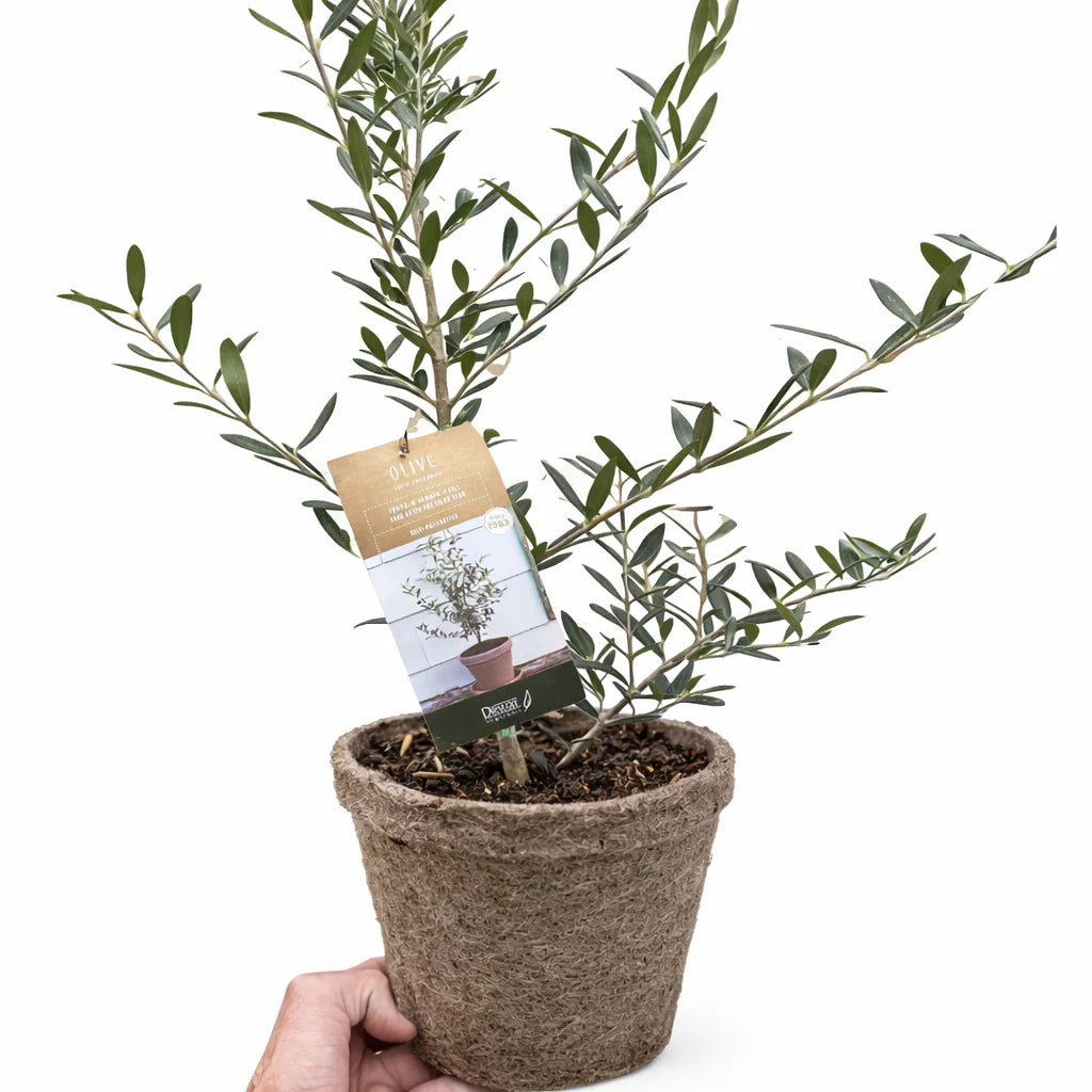 Common Olive Tree Olea europaea Ornamental & Edible | 4", 6" & 10" Pots | KimThai Garden