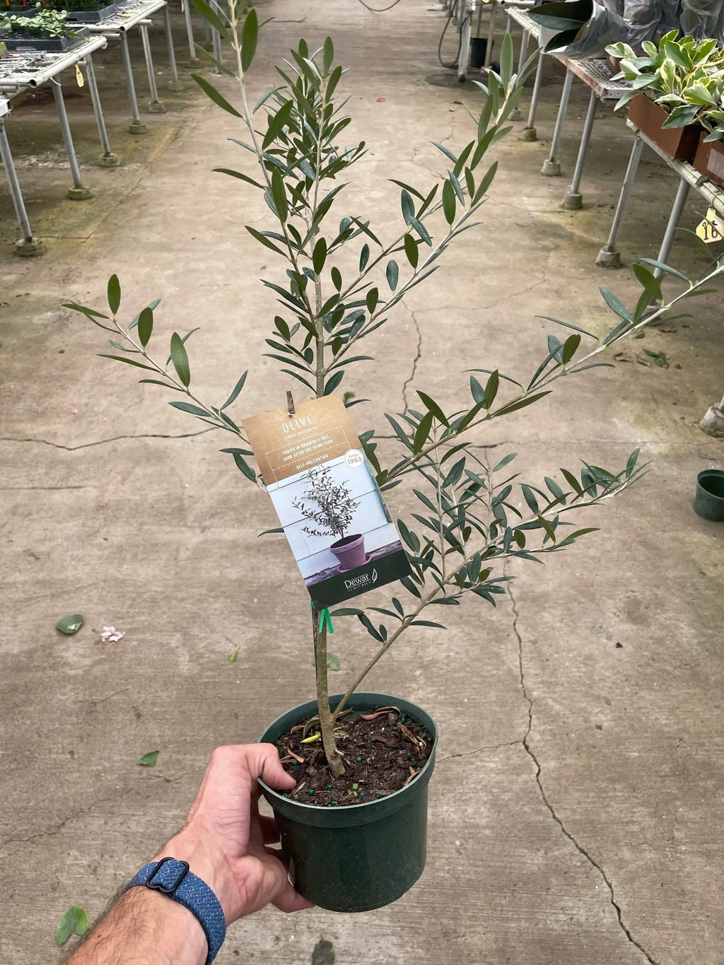 Common Olive Tree Olea europaea Ornamental & Edible | 4", 6" & 10" Pots | KimThai Garden
