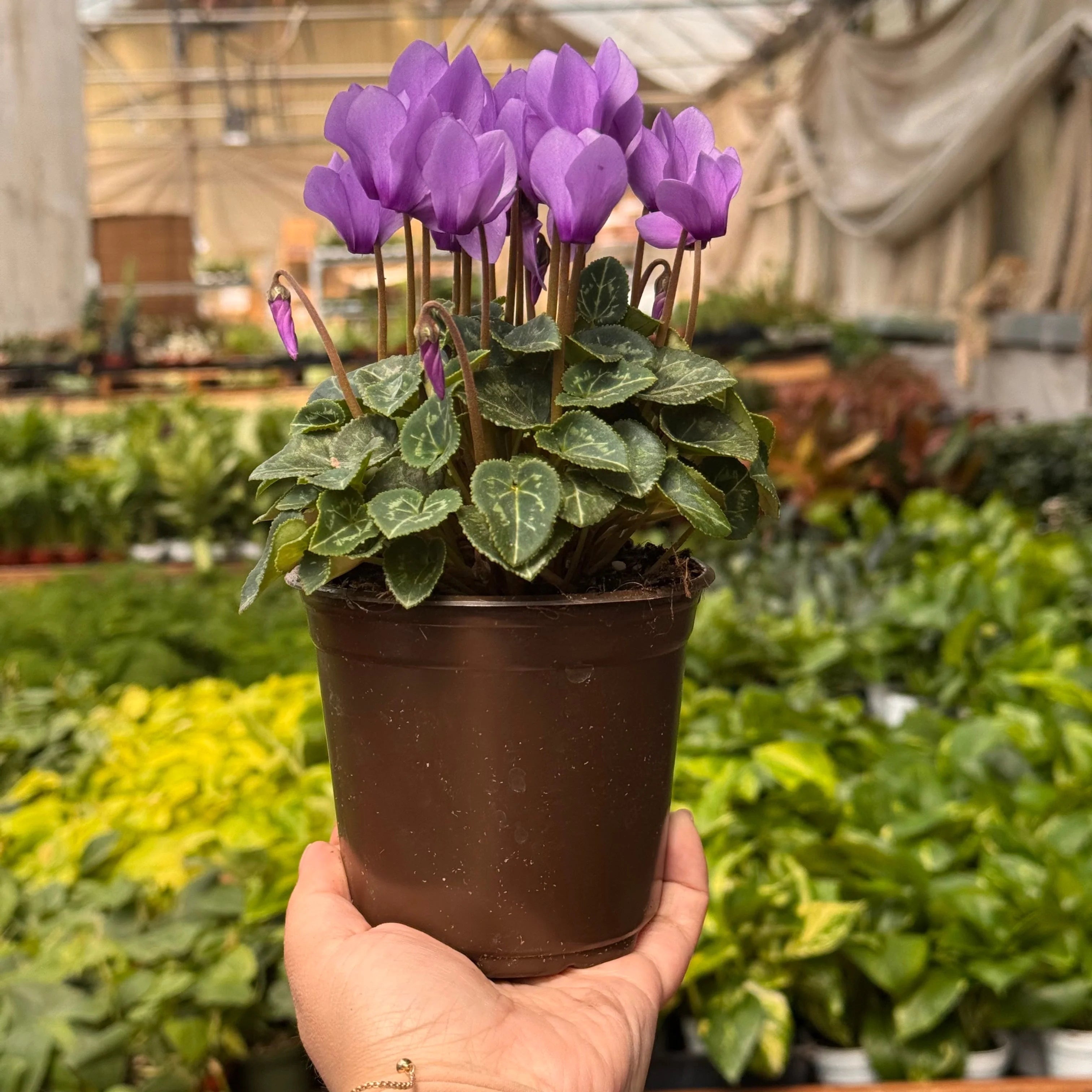 KimThai Garden Pink Cyclamen plant with heart-shaped leaves in pot