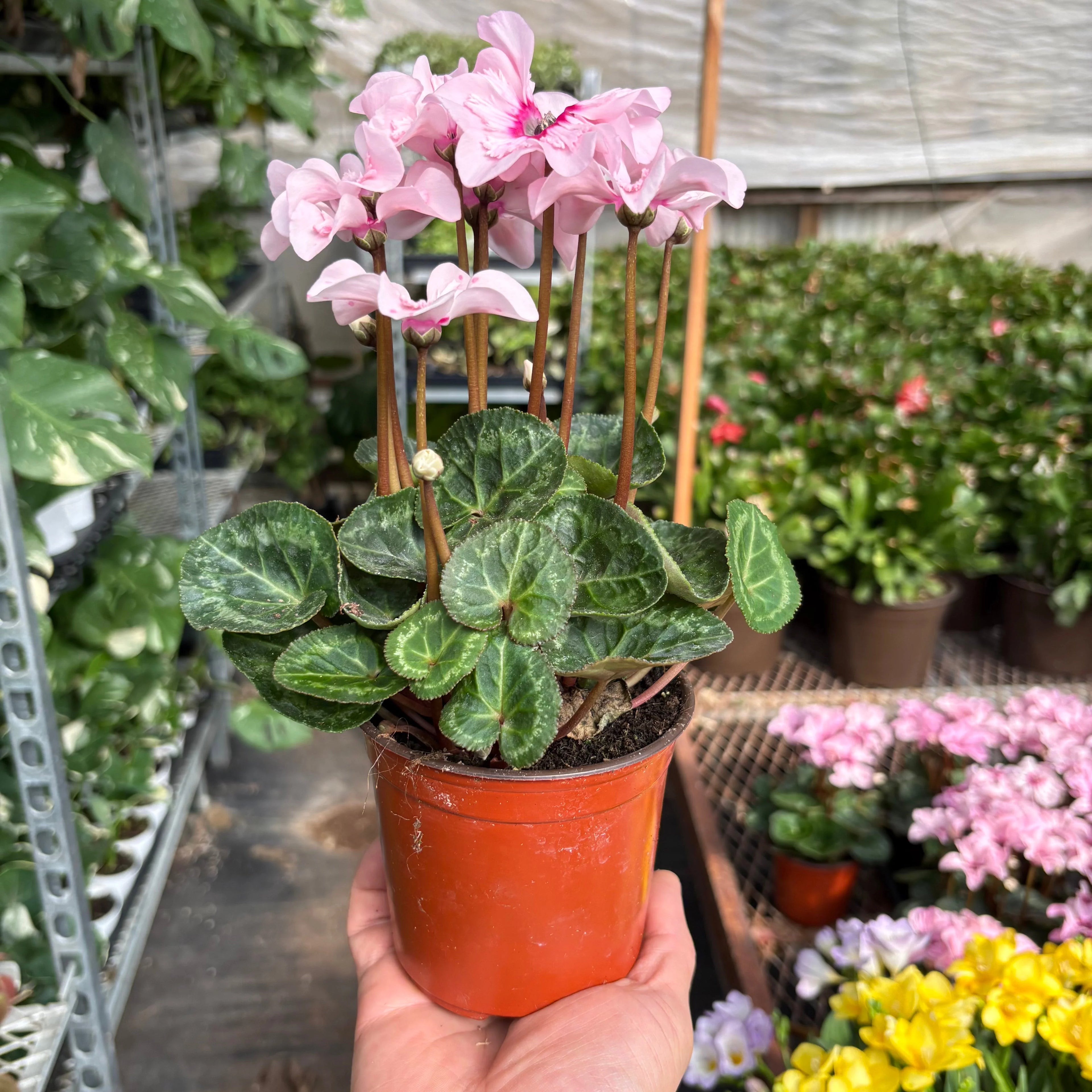 Cyclamen Pink & Purple Florist Plant with Heart-Shaped Leaves | 4" & 6" Pots | KimThai Garden