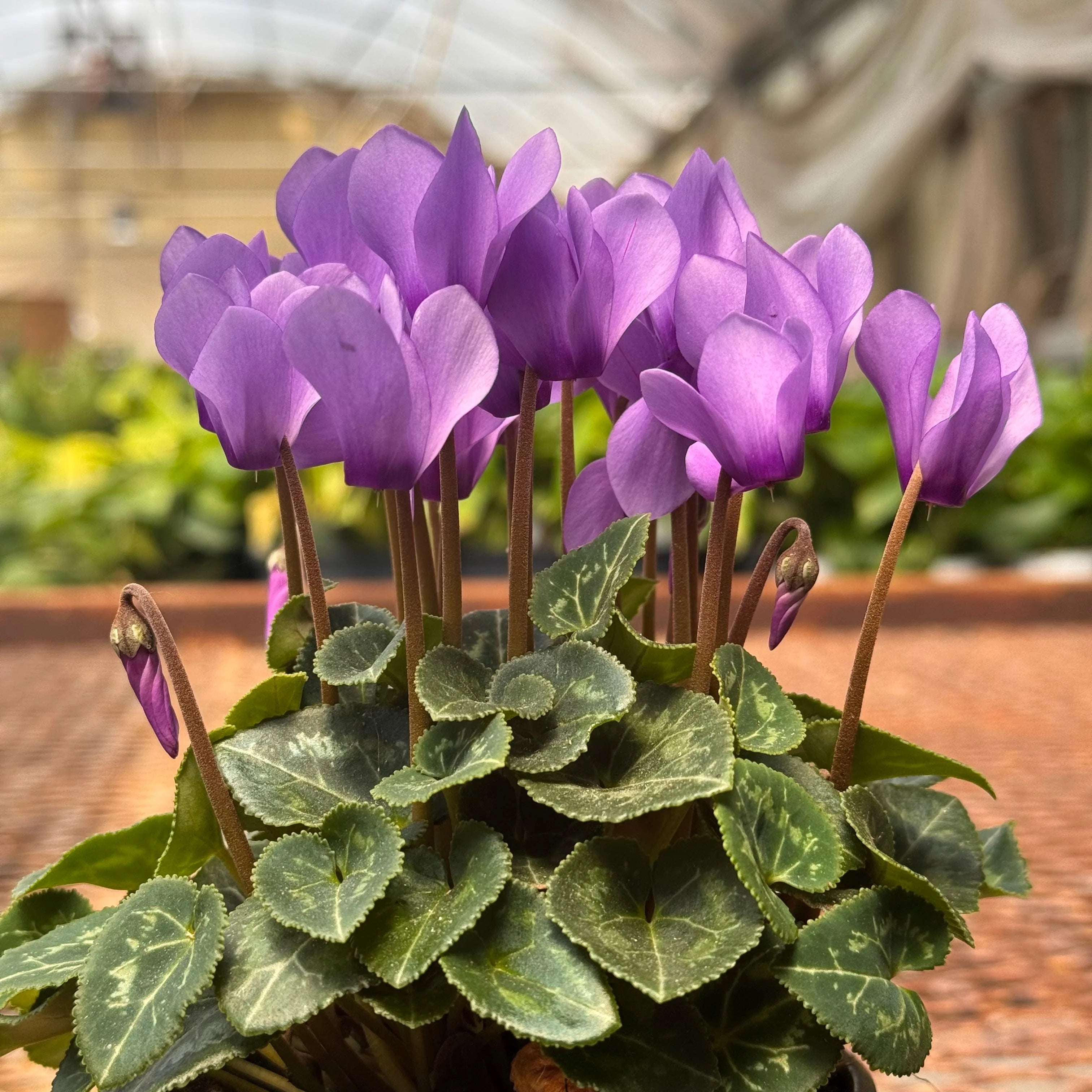 Cyclamen Pink & Purple Florist Plant with Heart-Shaped Leaves | 4" & 6" Pots | KimThai Garden