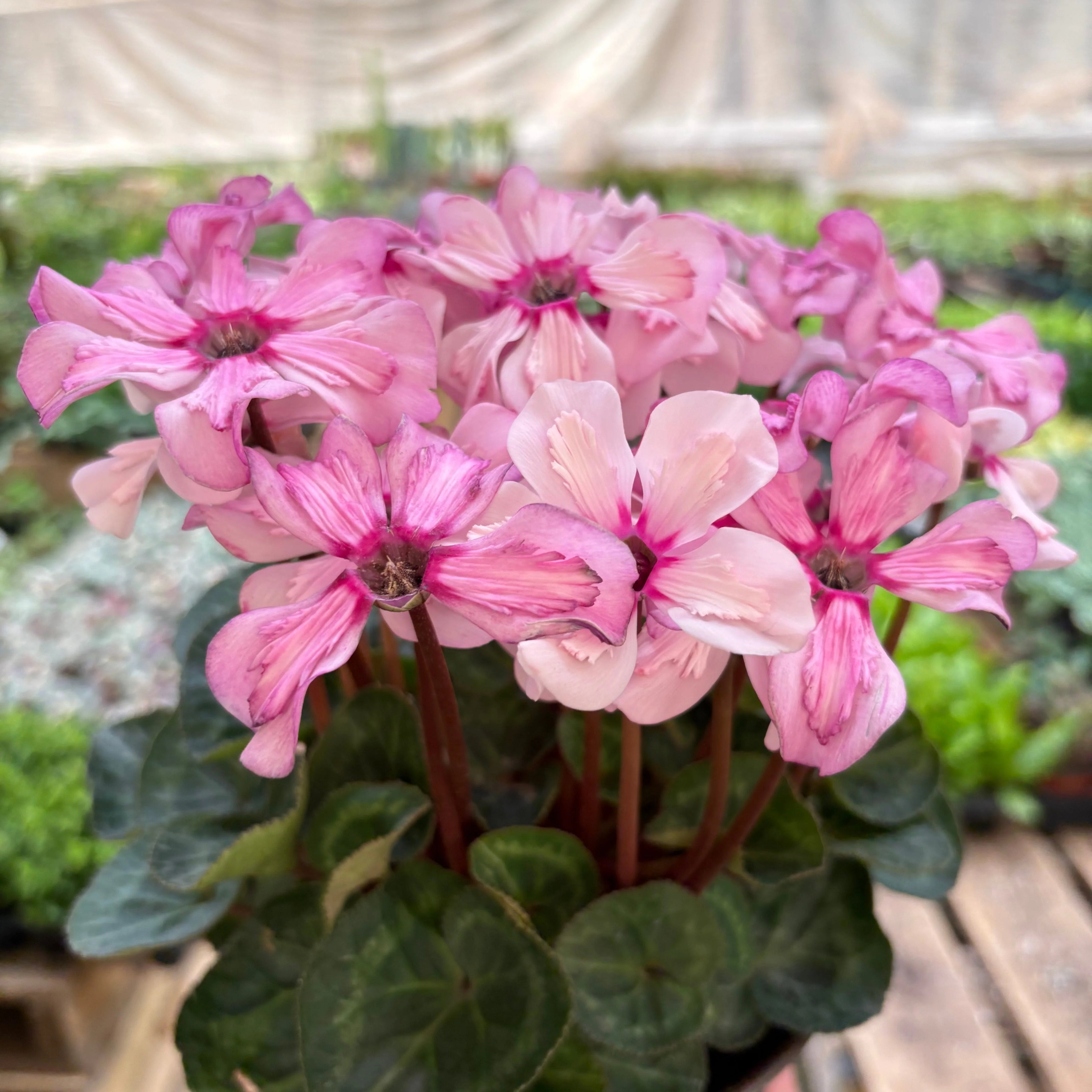 Cyclamen Pink & Purple Florist Plant with Heart-Shaped Leaves | 4" & 6" Pots | KimThai Garden