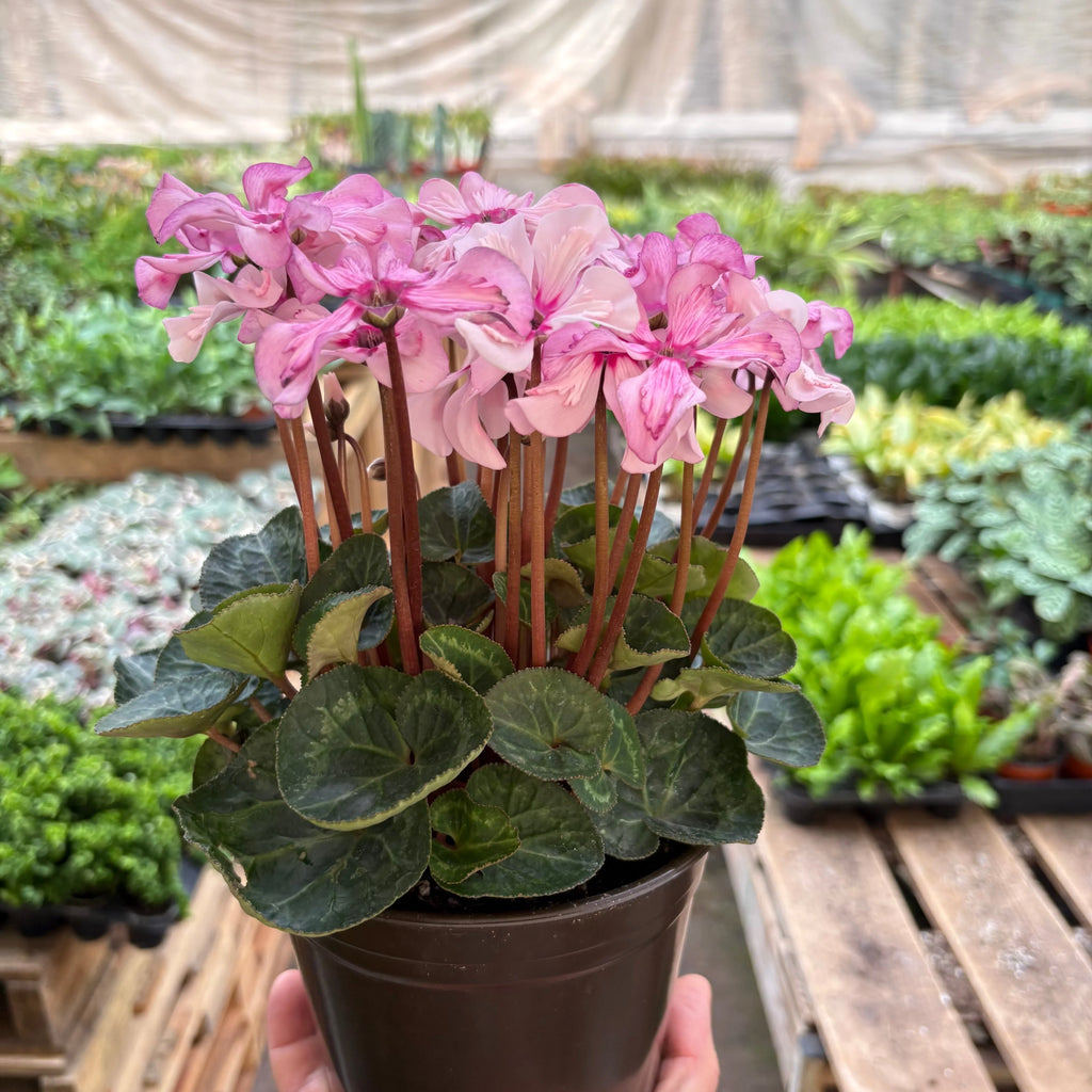 Cyclamen Pink & Purple Florist Plant with Heart-Shaped Leaves | 4" & 6" Pots | KimThai Garden