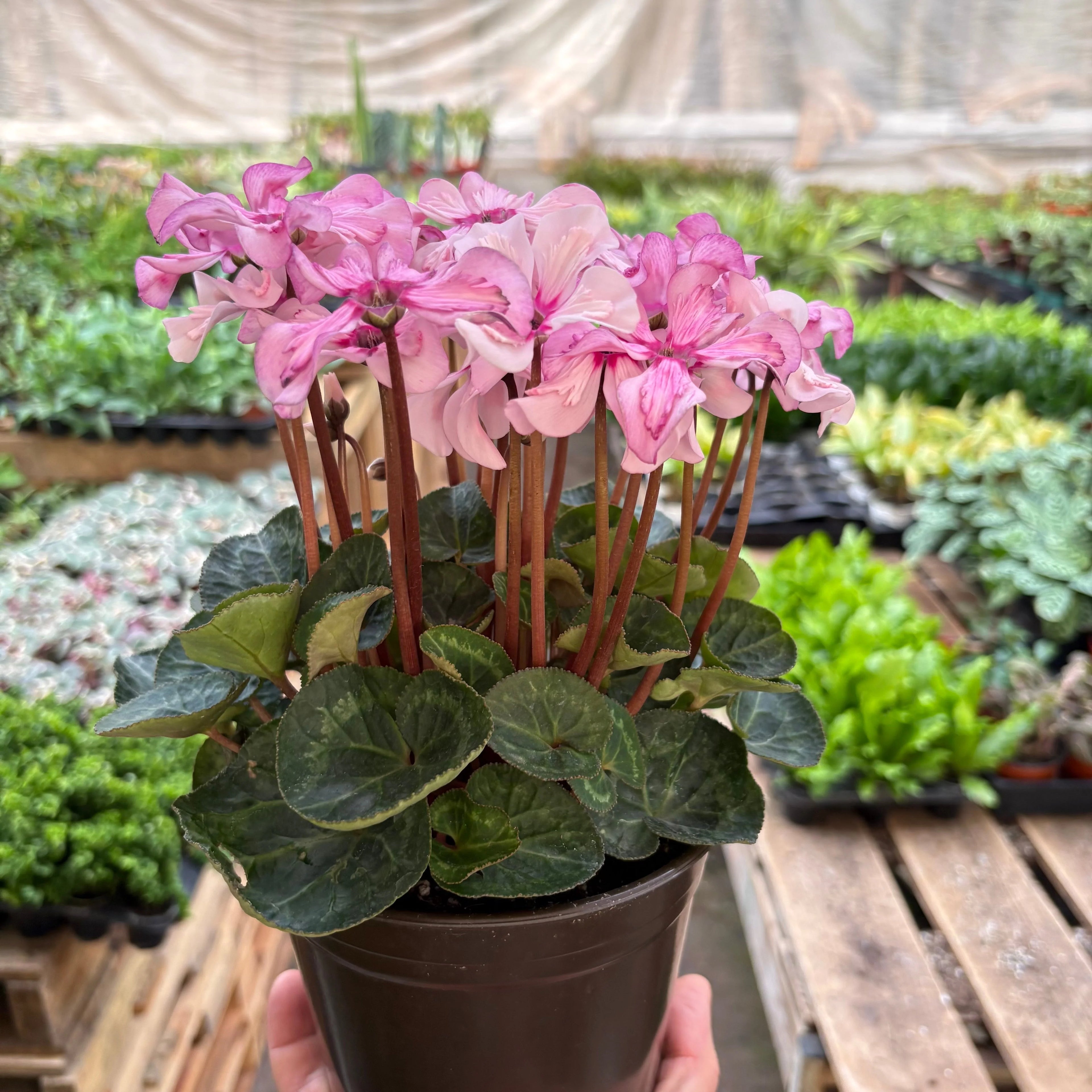 Cyclamen Pink & Purple Florist Plant with Heart-Shaped Leaves | 4" & 6" Pots | KimThai Garden