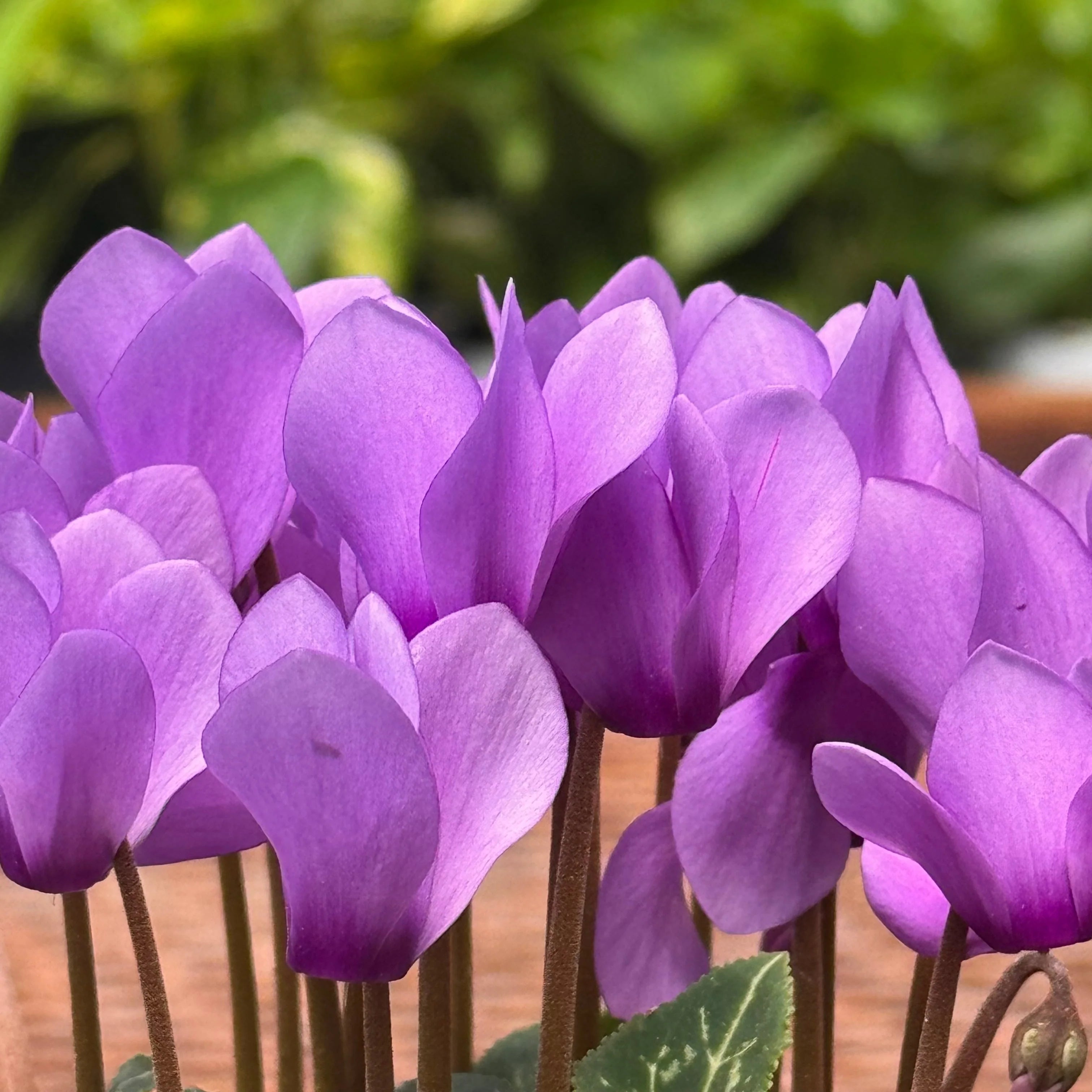 Cyclamen Pink & Purple Florist Plant with Heart-Shaped Leaves | 4" & 6" Pots | KimThai Garden