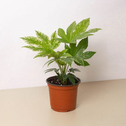 KimThai Garden Fatsia 'Spider's Web' variegated white and green leaves