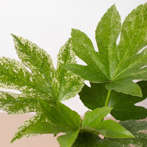 KimThai Garden Fatsia Spider's Web – variegated white and green leaf detail