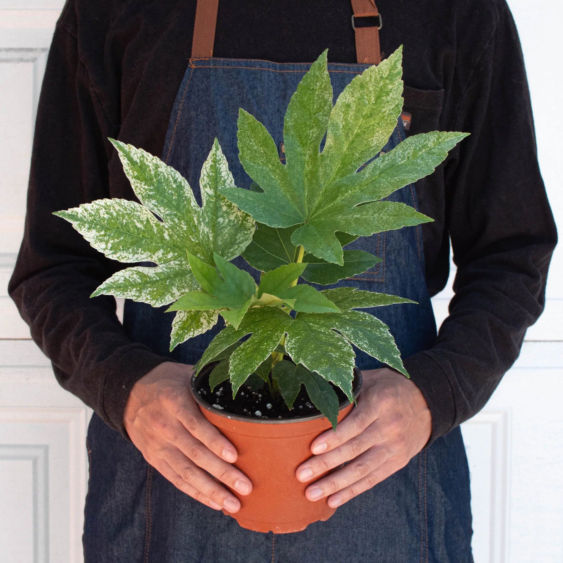 Fatsia "Spider's Web" Variegated Japanese Aralia | 6" Pot | KimThai Garden