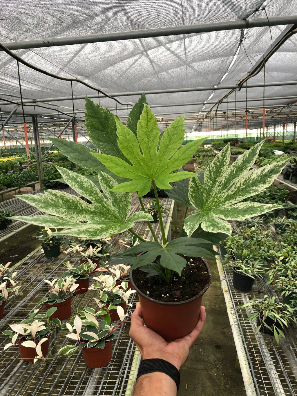 Fatsia "Spider's Web" Variegated Japanese Aralia | 6" Pot | KimThai Garden