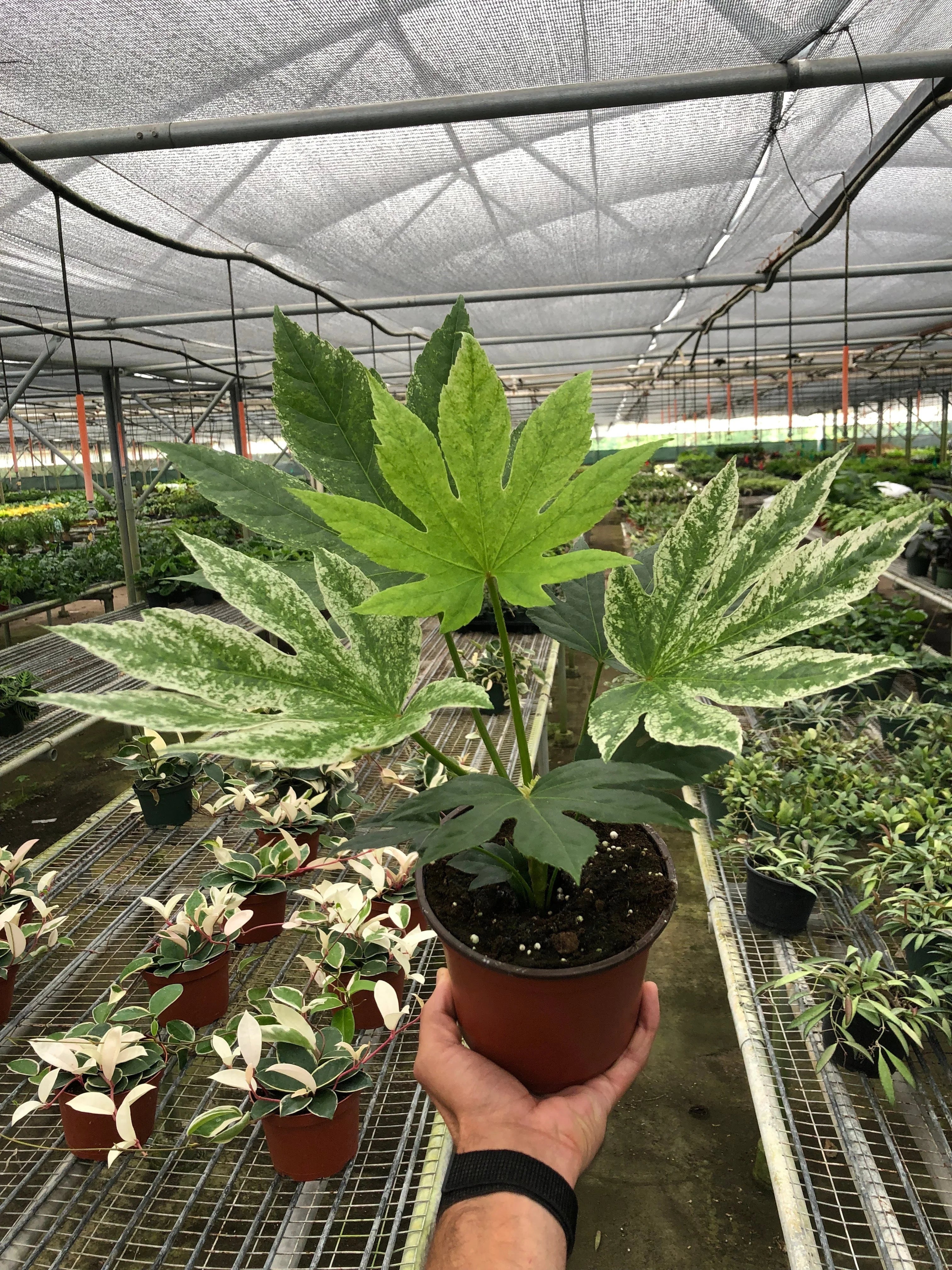 Fatsia "Spider's Web" Variegated Japanese Aralia | 6" Pot | KimThai Garden