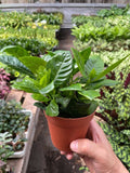 KimThai Garden Gardenia Bush with glossy green leaves and fragrant white blossoms