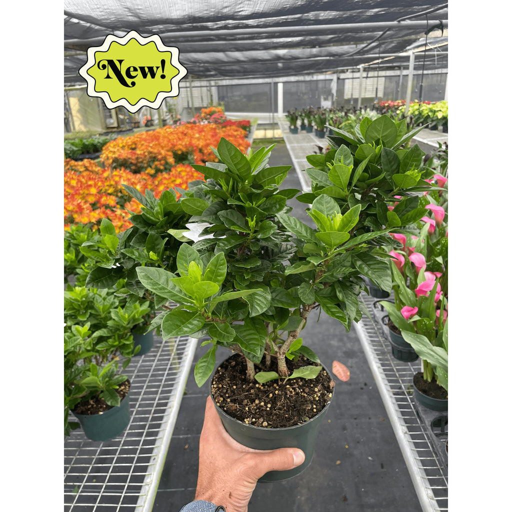 Gardenia Bush Fragrant Evergreen Shrub | 4" & 6" Pots | KimThai Garden