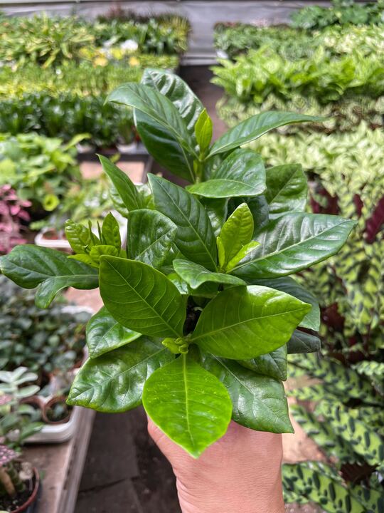 Gardenia Bush Fragrant Evergreen Shrub | 4" & 6" Pots | KimThai Garden