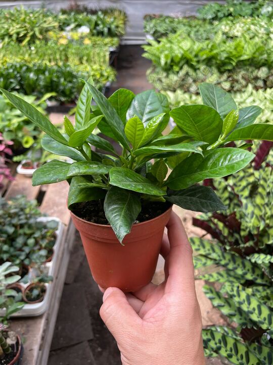 Gardenia Bush Fragrant Evergreen Shrub | 4" & 6" Pots | KimThai Garden