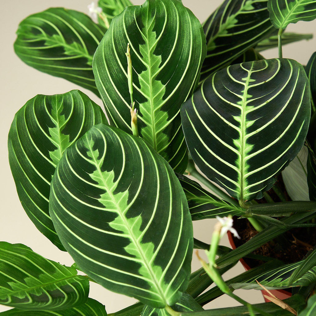 KimThai Garden Maranta Lemon Lime Prayer Plant with green and yellow patterned leaves