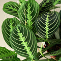 KimThai Garden Maranta Lemon Lime Prayer Plant with green and yellow patterned leaves