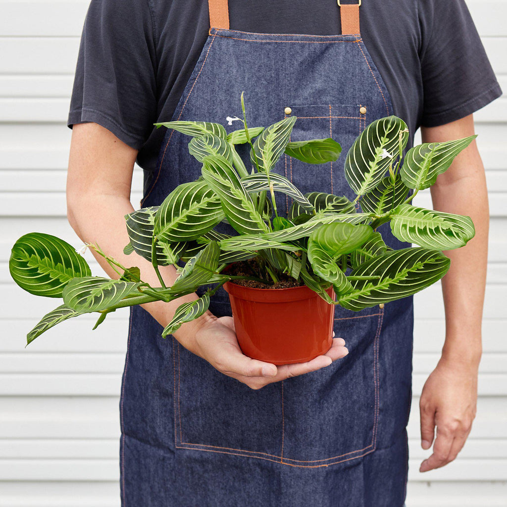 Maranta Lemon Lime Prayer Plant | 4" & 6" Pots | KimThai Garden