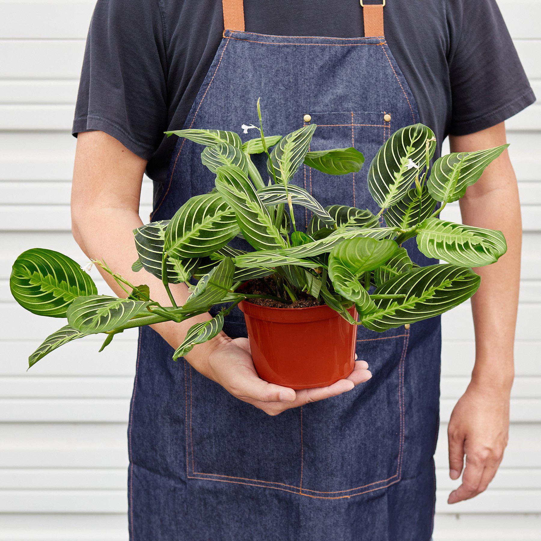 Maranta Lemon Lime Prayer Plant | 4" & 6" Pots | KimThai Garden