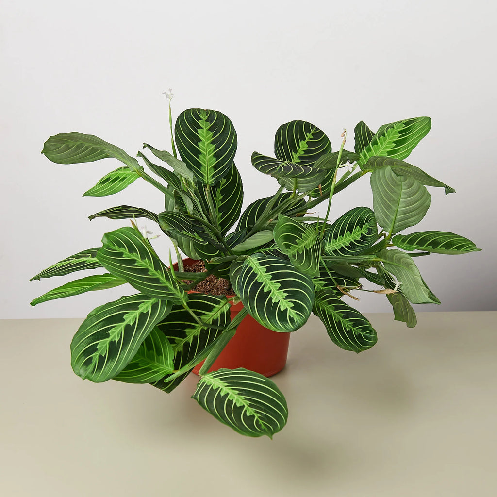 Maranta Lemon Lime Prayer Plant | 4" & 6" Pots | KimThai Garden